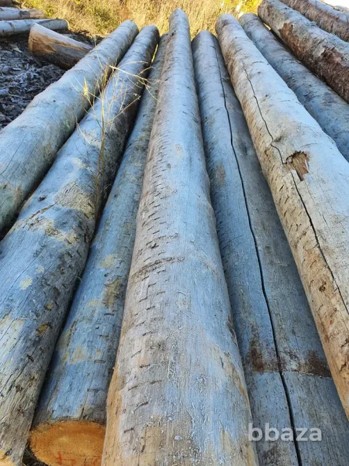 Сосна Кело сухостой для домостроения, продажа оптом. Лесосибирск - изображение 2