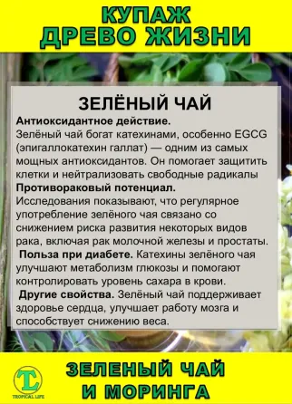 Функциональный купаж Древо Жизни. Моринга и Зеленый чай Сочи