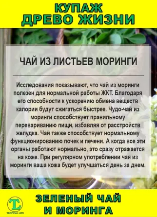 Функциональный купаж Древо Жизни. Моринга и Зеленый чай Сочи