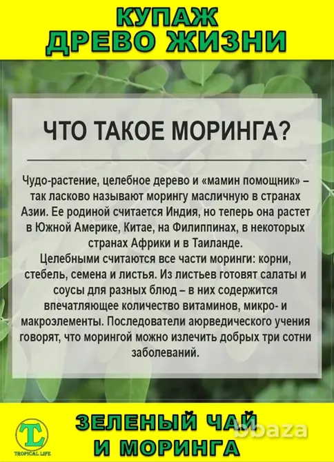 Функциональный купаж Древо Жизни. Моринга и Зеленый чай Сочи - изображение 2