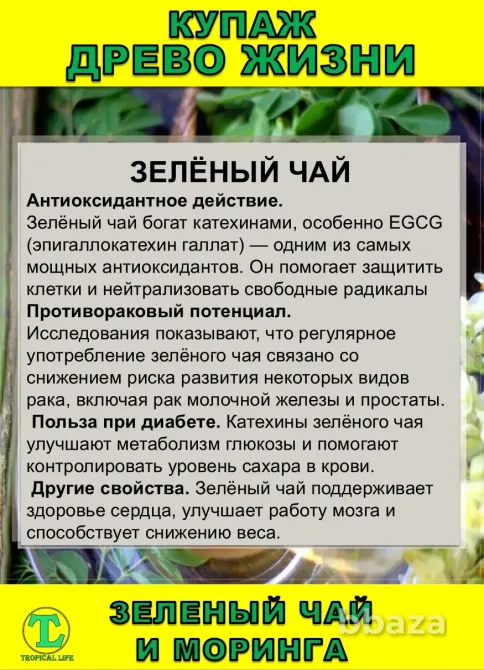 Функциональный купаж Древо Жизни. Моринга и Зеленый чай Сочи - изображение 5