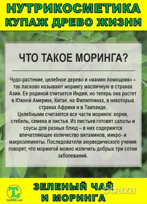 Нутрикосметика Купаж «Древо Жизни» Моринга и Зеленый чай Сочи - изображение 2