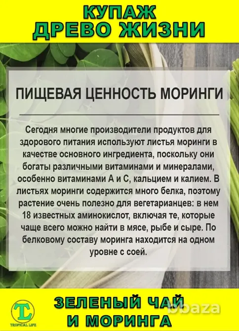 Функциональный купаж Древо Жизни. Моринга и Зеленый чай Сочи - изображение 3