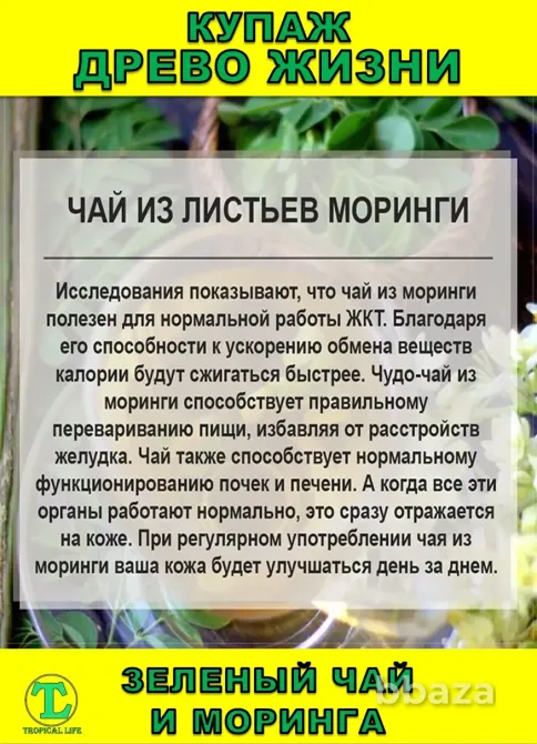 Функциональный купаж Древо Жизни. Моринга и Зеленый чай Сочи - изображение 4