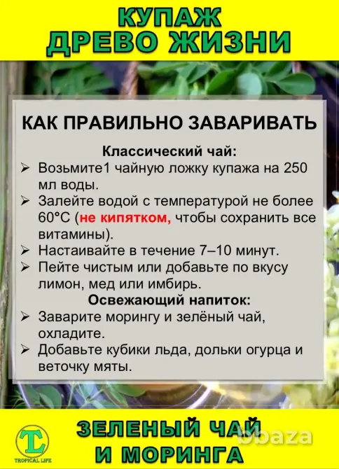 Функциональный купаж Древо Жизни. Моринга и Зеленый чай Сочи - изображение 6