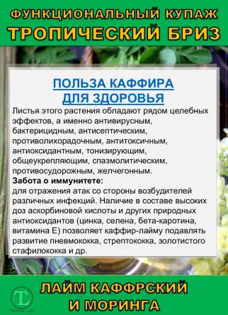 Функциональный купаж Тропический Бриз. Моринга и Каффрский лайм Сочи