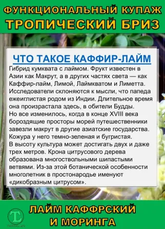 Функциональный купаж Тропический Бриз. Моринга и Каффрский лайм Сочи