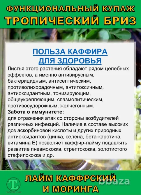 Функциональный купаж Тропический Бриз. Моринга и Каффрский лайм Сочи - изображение 5