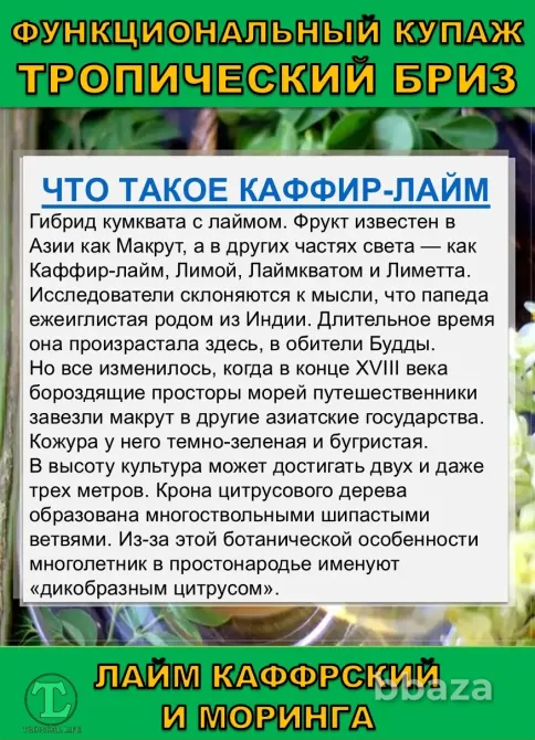 Функциональный купаж Тропический Бриз. Моринга и Каффрский лайм Сочи - изображение 4
