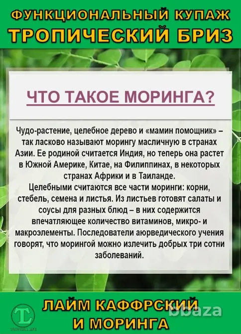 Функциональный купаж Тропический Бриз. Моринга и Каффрский лайм Сочи - изображение 2