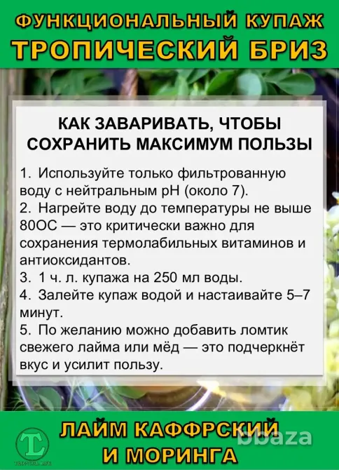 Функциональный купаж Тропический Бриз. Моринга и Каффрский лайм Сочи - изображение 6