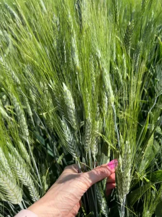 Семена озимой пшеницы мягкой элита и репродукции Зерноград