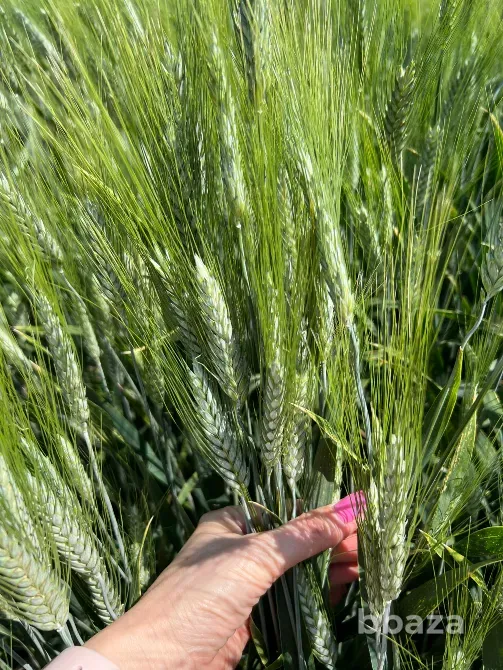 Семена озимой пшеницы мягкой элита и репродукции Зерноград - изображение 1