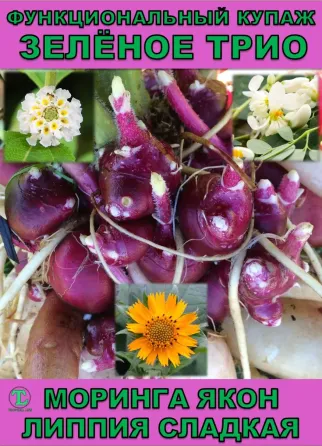 Функциональный купаж Зелёное Трио. Моринга, Якон, Липпия сладкая Сочи
