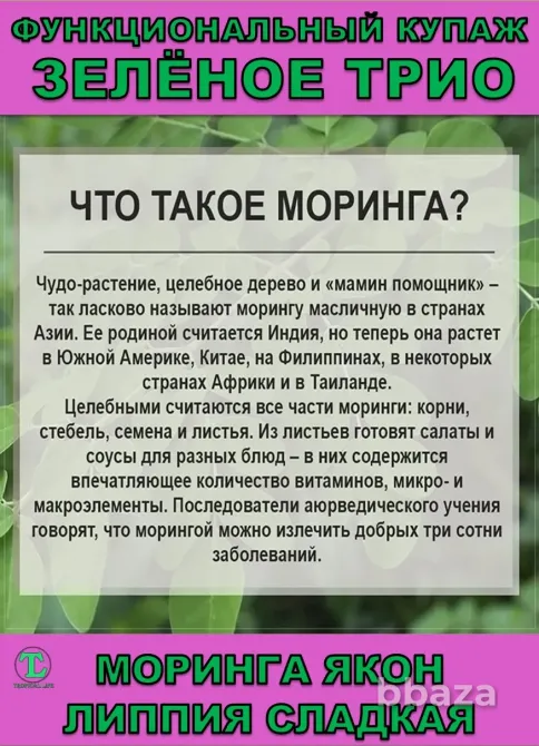 Функциональный купаж Зелёное Трио. Моринга, Якон, Липпия сладкая Сочи - изображение 2