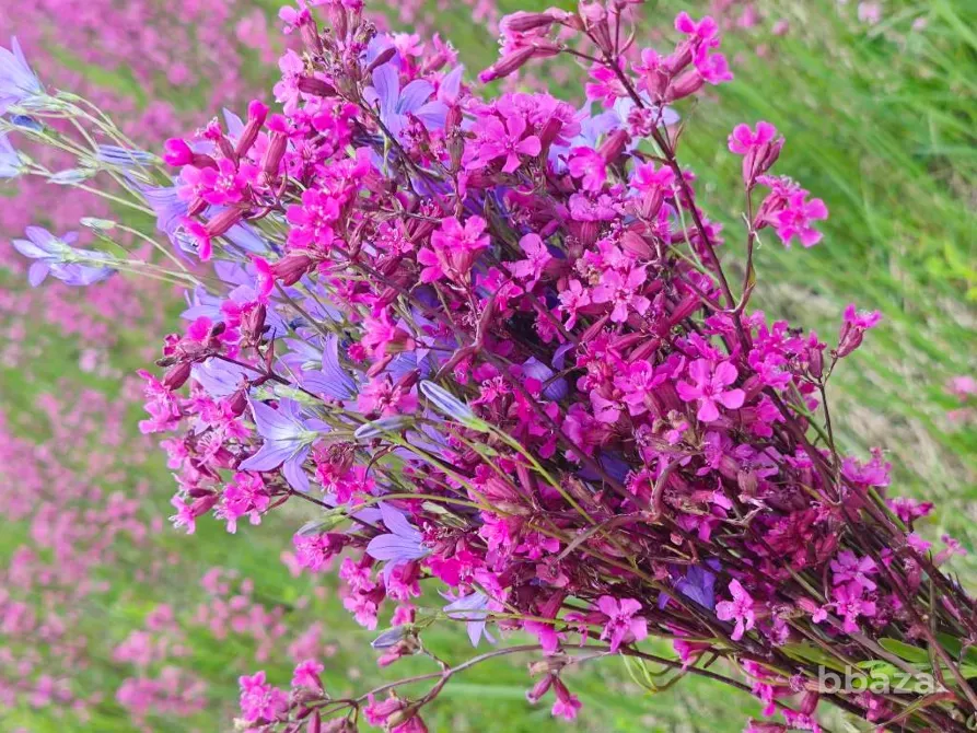 гостевой бизнес, рыбацкая база на Оке Шилово - изображение 10