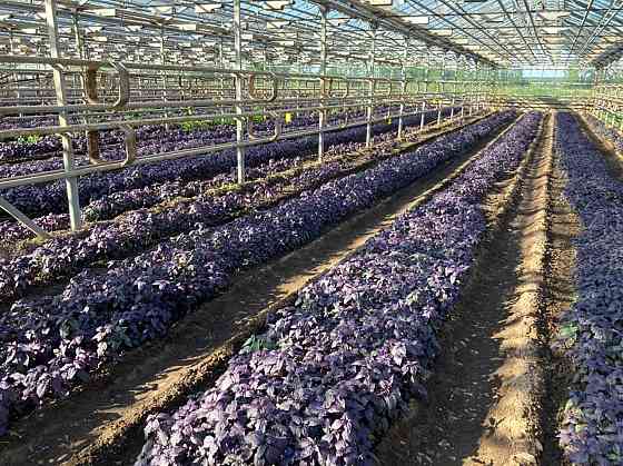 Продаю производство 25550 м2 Калужская область