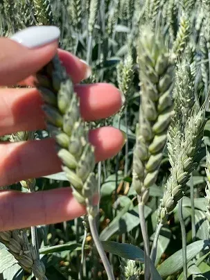 Семена озимой пшеницы твердой элита и репродукции Зерноград