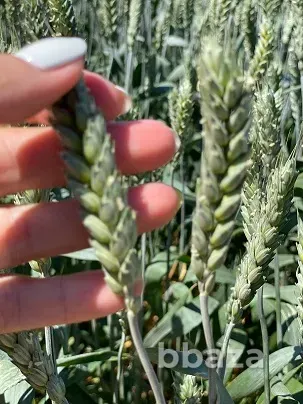 Семена озимой пшеницы твердой элита и репродукции Зерноград - изображение 1