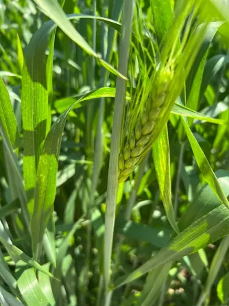 Семена озимой пшеницы мягкой элита и репродукции Зерноград