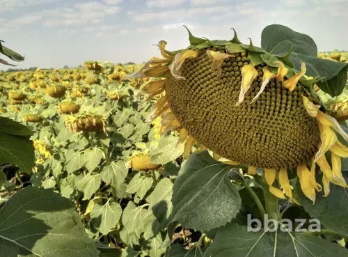 Семена подсолнечника сорт Казачий Скормас Зерноград - изображение 1