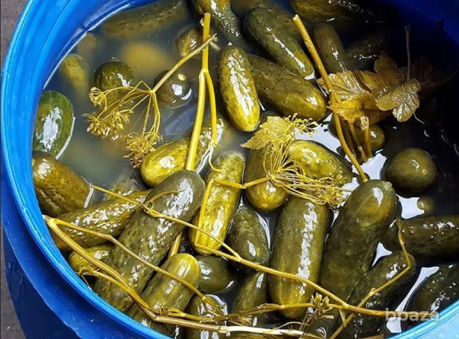 Огурец бочковой опт Омск - изображение 1