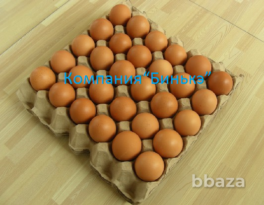 Линия по производству бугорчатой прокладки для яиц Москва - изображение 2