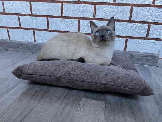 Подушка лежанка Barbaris для кошек French Gray Хабаровск