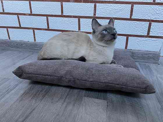 Подушка лежанка Barbaris для кошек French Gray Хабаровск