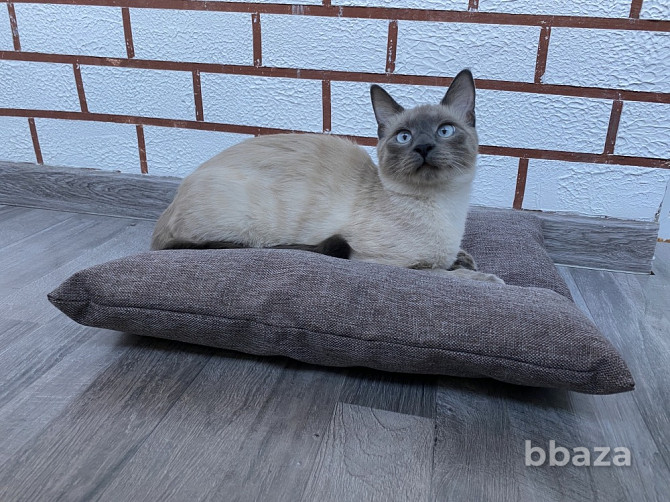 Подушка лежанка Barbaris для кошек French Gray Хабаровск - photo 2