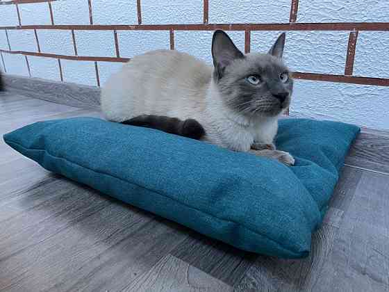 Подушка лежанка Barbaris для кошек Turquoise Хабаровск