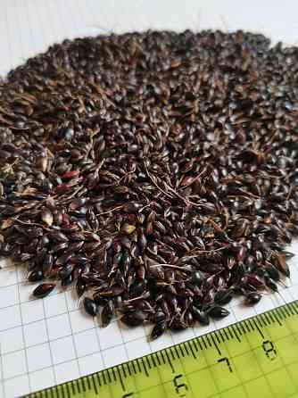 Семена суданской травы Волгоград