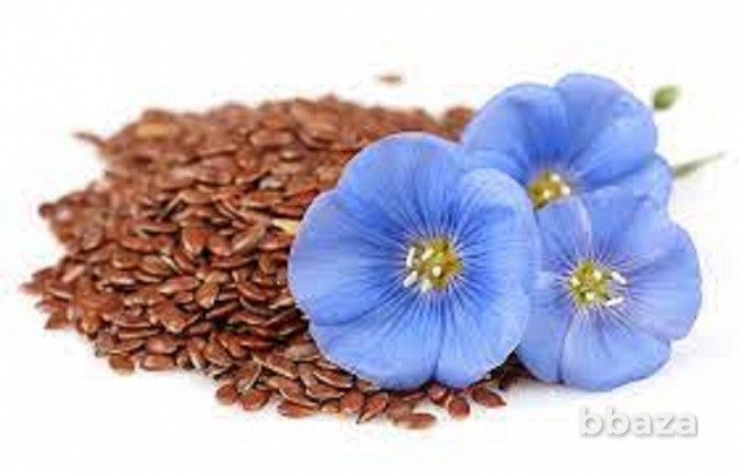Семена льна сорта Вниимк 620 и Ы 117 РС1 Зерноград - изображение 1