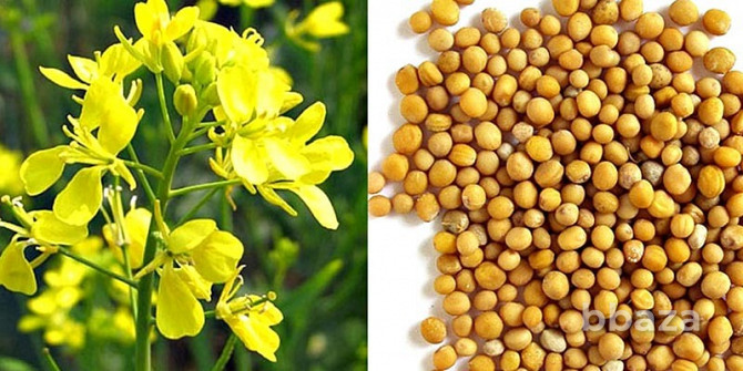 Семена горчицы белой и желтой РС1 Зерноград - изображение 1