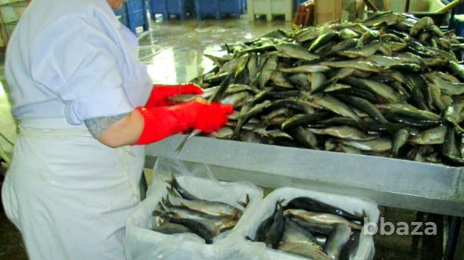 Продам действующее рыбное пищевое производство. 3 млн выручки Краснодар - photo 5