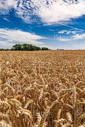 Пшеница яровая Волгоград