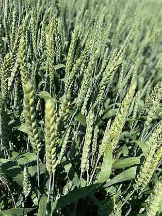 Семена озимой пшеницы Зерноград