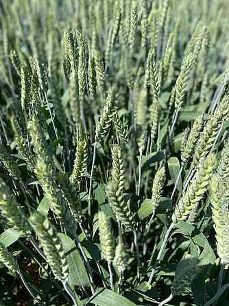 Семена озимой пшеницы Зерноград