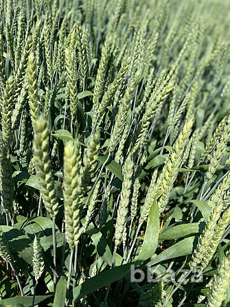 Семена озимой пшеницы Зерноград - photo 2