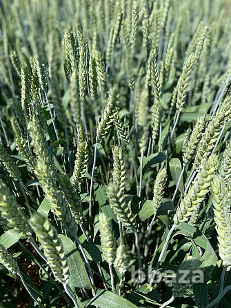 Семена озимой пшеницы Зерноград - photo 1