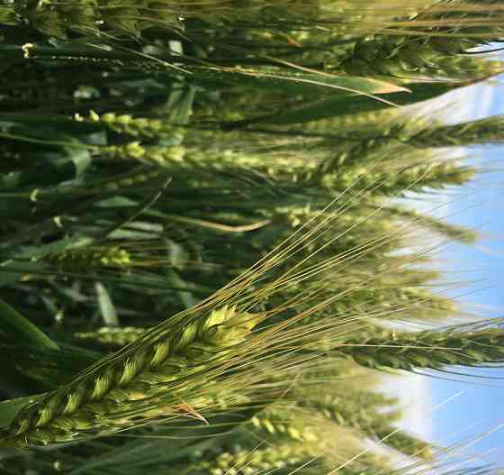 Семена озимой пшеницы элита и репродукции Зерноградской селекции Зерноград
