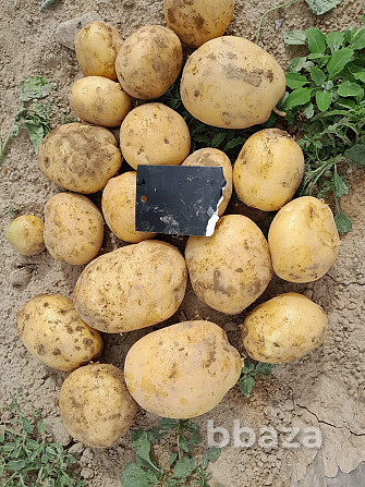 молодой картофель Жетысай - изображение 1