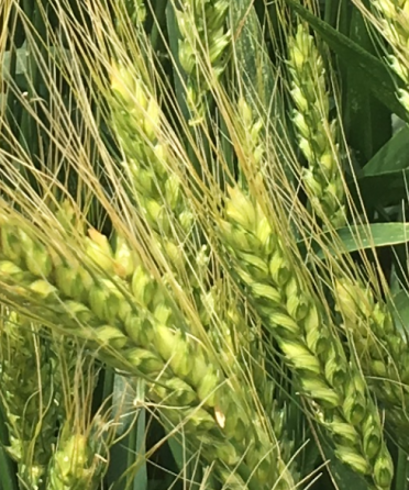 Семена озимой пшеницы зерноградской селекции Зерноград