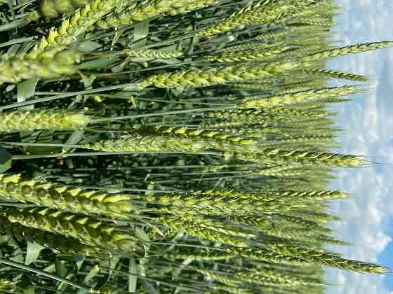 Семена озимой пшеницы краснодарской селекции Зерноград