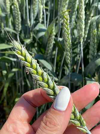 Семена пшеницы озимой купить Акапелла Арсенал Армада Бумба Багира Богема Зерноград