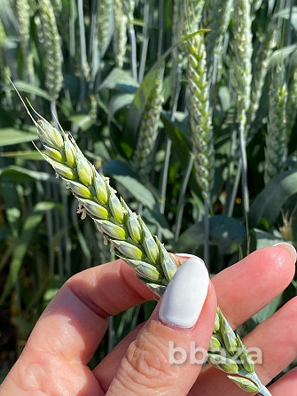Семена пшеницы озимой купить Акапелла Арсенал Армада Бумба Багира Богема Зерноград - photo 1