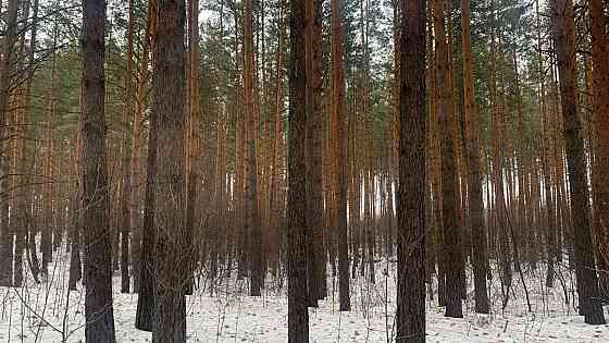 Ищу инвестора в лесозаготовку Екатеринбург