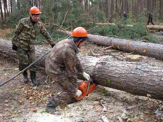 Ищу инвестора в лесозаготовку Екатеринбург