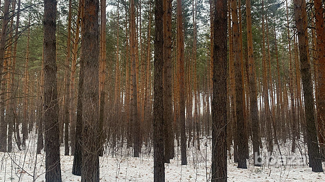 Ищу инвестора в лесозаготовку Екатеринбург - photo 3
