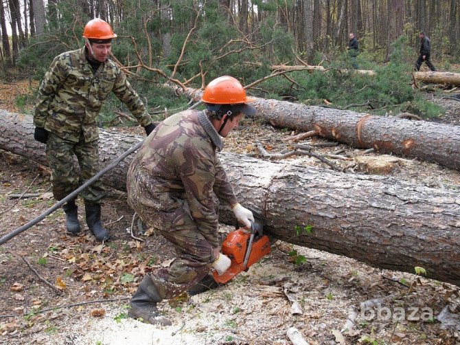 Ищу инвестора в лесозаготовку Екатеринбург - photo 1